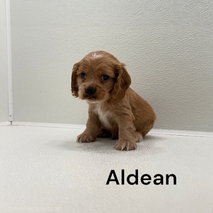 puppy, for, sale, Cocker Spaniel, Joe & Cherri  Overlease, dog, breeder, Miller, MO, dog-breeder, puppy-for-sale, forsale, nearby, find, puppyfind, locator, puppylocator, aca